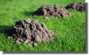 taupinieres taupinieres